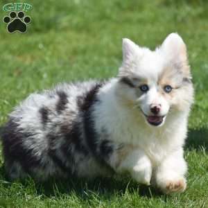 Lucas, Pembroke Welsh Corgi Puppy