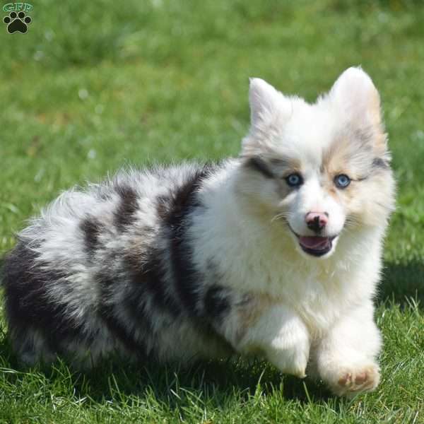 Lucas, Pembroke Welsh Corgi Puppy