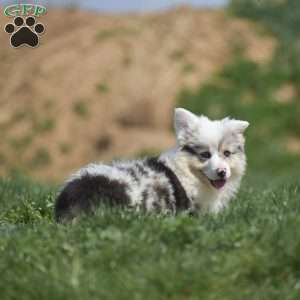 Lucas, Pembroke Welsh Corgi Puppy
