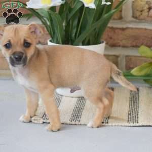 Aiden, Chihuahua Puppy