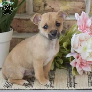 Aiden, Chihuahua Puppy