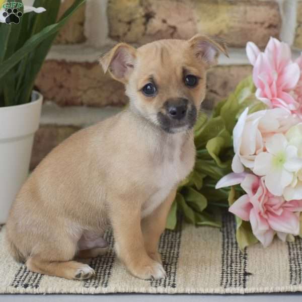 Aiden, Chihuahua Puppy