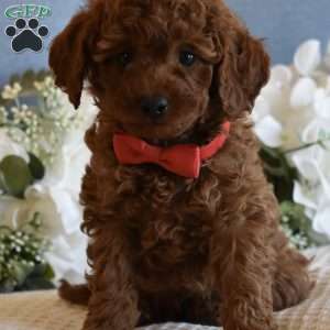 Miles, Toy Poodle Puppy