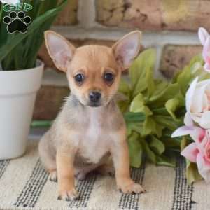 Andre, Chihuahua Puppy