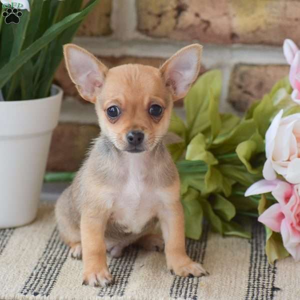 Andre, Chihuahua Puppy