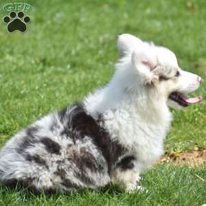 Lucas, Pembroke Welsh Corgi Puppy
