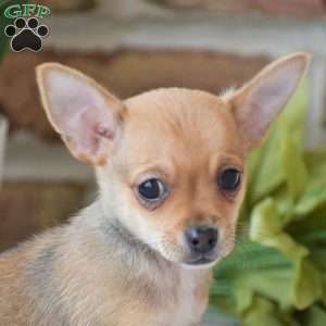 Andre, Chihuahua Puppy