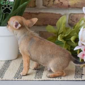 Andre, Chihuahua Puppy