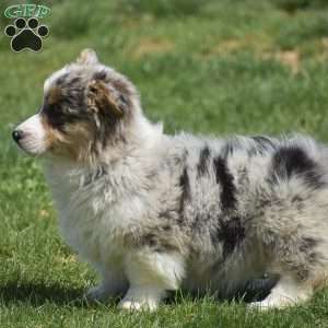 Legend, Pembroke Welsh Corgi Puppy