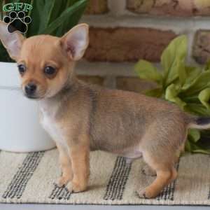 Andre, Chihuahua Puppy