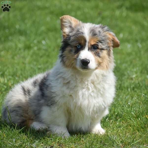 Legend, Pembroke Welsh Corgi Puppy