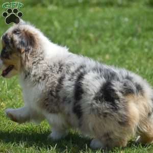 Legend, Pembroke Welsh Corgi Puppy