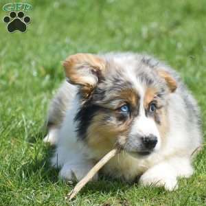 Legend, Pembroke Welsh Corgi Puppy