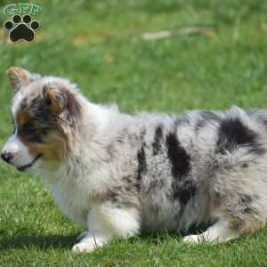 Legend, Pembroke Welsh Corgi Puppy