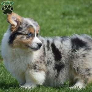 Legend, Pembroke Welsh Corgi Puppy