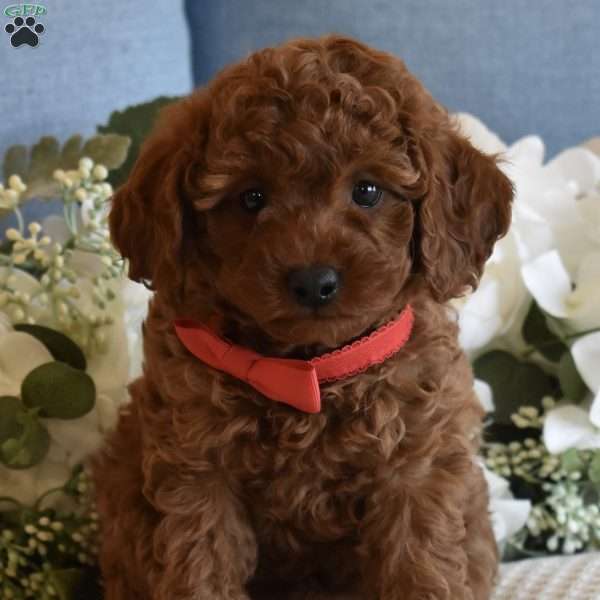 Miles, Toy Poodle Puppy