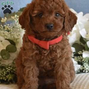 Miles, Toy Poodle Puppy