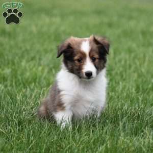 Baxter, Sheltie Puppy