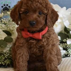Miles, Toy Poodle Puppy