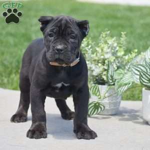 Carter, Cane Corso Puppy