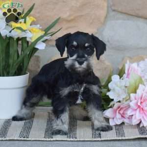 Tucker, Miniature Schnauzer Puppy