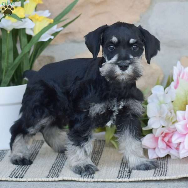 Tucker, Miniature Schnauzer Puppy