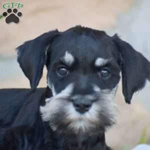 Tucker, Miniature Schnauzer Puppy