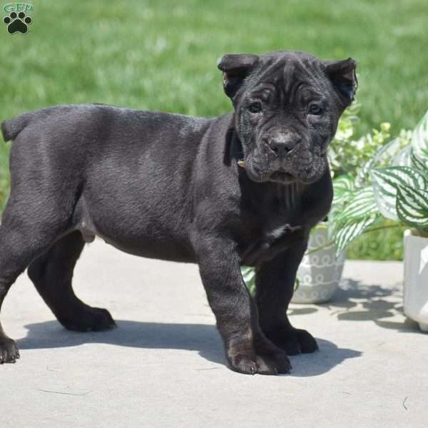 Carter, Cane Corso Puppy