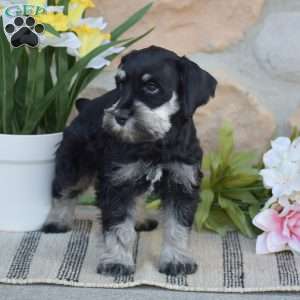 Tucker, Miniature Schnauzer Puppy