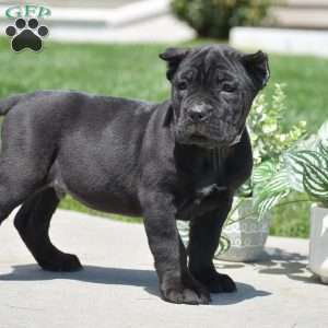 Carter, Cane Corso Puppy