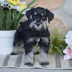 Tucker, Miniature Schnauzer Puppy
