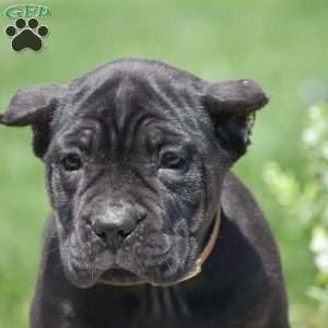 Carter, Cane Corso Puppy