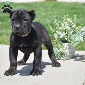 Carter, Cane Corso Puppy