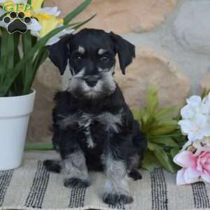 Tucker, Miniature Schnauzer Puppy