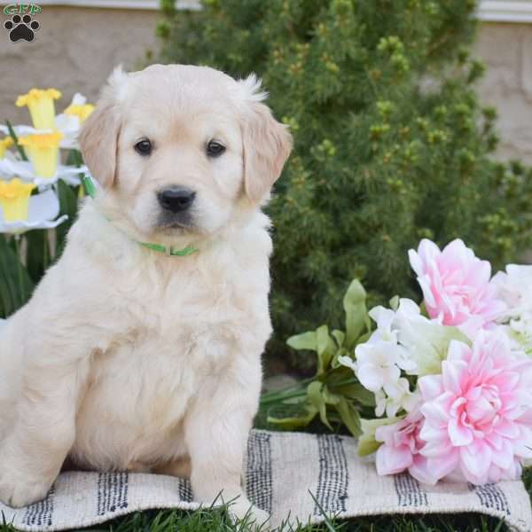 Blaze, Golden Retriever Puppy