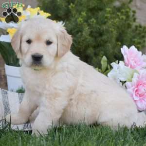 Blaze, Golden Retriever Puppy