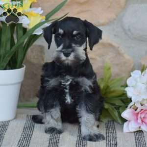 Tucker, Miniature Schnauzer Puppy
