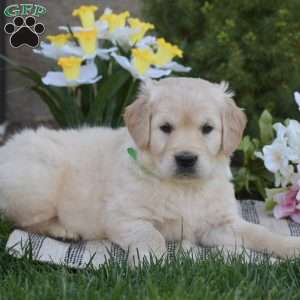 Blaze, Golden Retriever Puppy