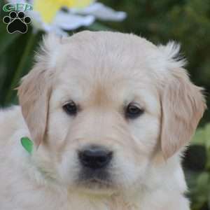 Blaze, Golden Retriever Puppy
