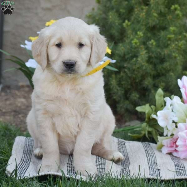 Bella, Golden Retriever Puppy