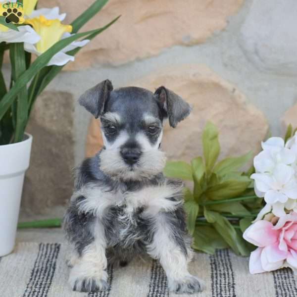Triscuit, Miniature Schnauzer Puppy