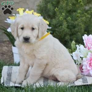 Bella, Golden Retriever Puppy