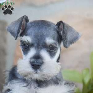 Triscuit, Miniature Schnauzer Puppy