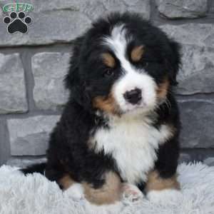 Buster, Bernese Mountain Dog Puppy