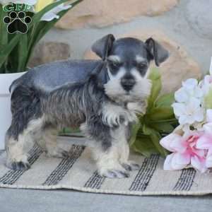 Triscuit, Miniature Schnauzer Puppy