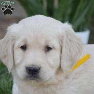 Bella, Golden Retriever Puppy