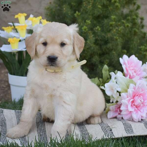 Buster, Golden Retriever Puppy