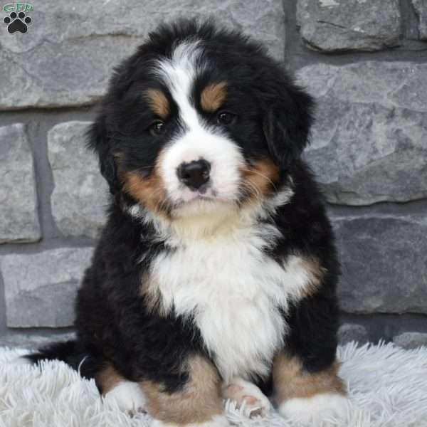 Buster, Bernese Mountain Dog Puppy