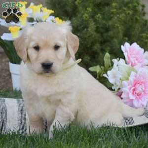 Buster, Golden Retriever Puppy