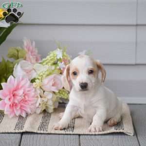 Noah-Mini, Dachshund Puppy